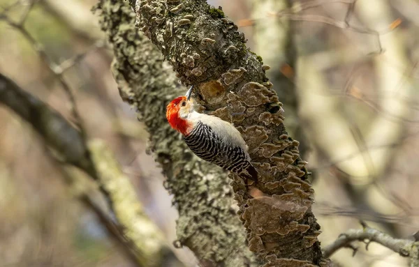 Vogel Rotspecht Frühling Natürliche Szene Aus Dem State Park Von — Stockfoto