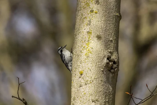 Downy Woodpecker Printemps Les Pics Font Des Trous Dans Arbre — Photo