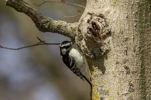 Downy Woodpecker Jaře Dřevorubci Dělají Díry Stromu Kterého Teče Sladká — Stock fotografie