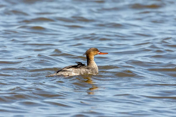 Czerwone Piersi Merganser Jeziorze Michigan — Zdjęcie stockowe