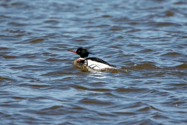 Vörös Mellű Merganser Michigan Tavon — Stock Fotó