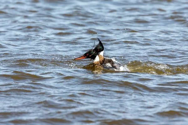 Merganser Peito Vermelho Uma Luta Entre Dois Machos Por Uma — Fotografia de Stock