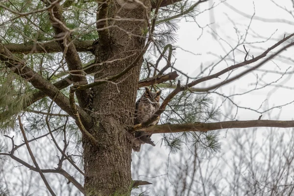 Grande Coruja Com Chifres Sentada Perto Ninho Cena Natureza Parque — Fotografia de Stock