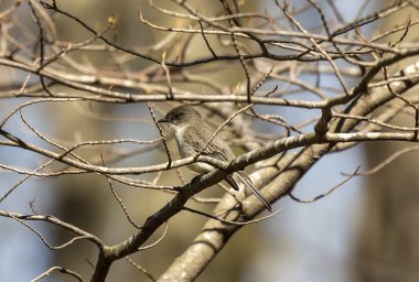 Wisconsin, ABD 'deki Conservation Park' ta bir Doğu Phoebe..