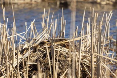 Muskratlar şınavlarını su basmış bir bölgede yaparlar.