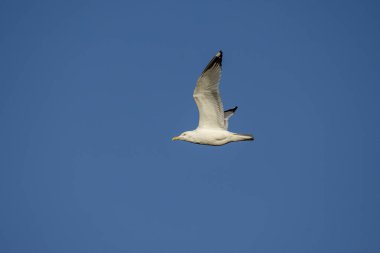 martı göl üzerinde uçuyor. .