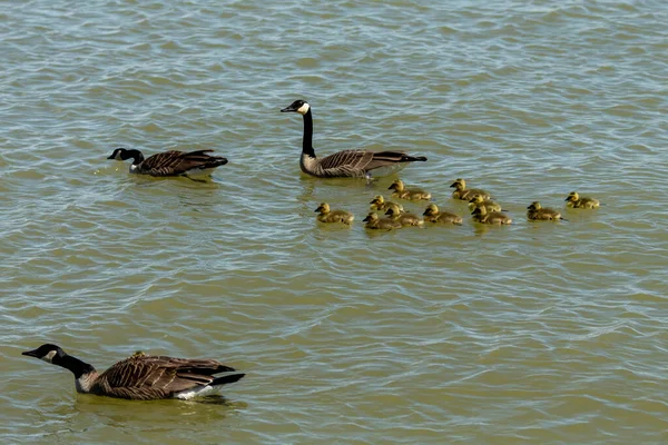 Kanadische Gänse Mit Gösslingen Auf Dem Fluss — Stockfoto