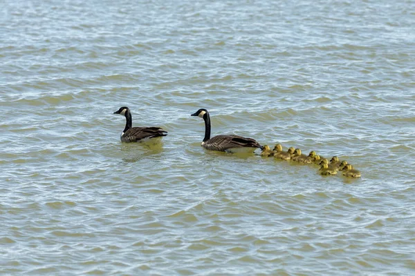 Kanadische Gänse Mit Gösslingen Auf Dem Fluss — Stockfoto