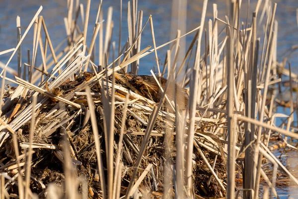 Muskrat Buduje Pompki Zalanym Obszarze — Zdjęcie stockowe