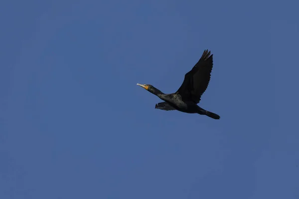 Double Crested Cormorant Natural Scene Wisconsin — Stock Photo, Image