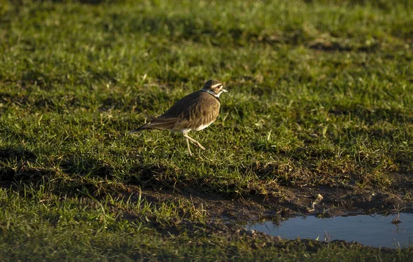 Het Moordhert Charadrius Vociferous Een Natte Weide — Stockfoto