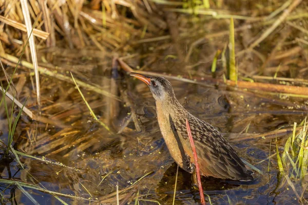 Rai Virgínia Rallus Kennecola Pequena Ave Aquática Pântano Cena Natural — Fotografia de Stock