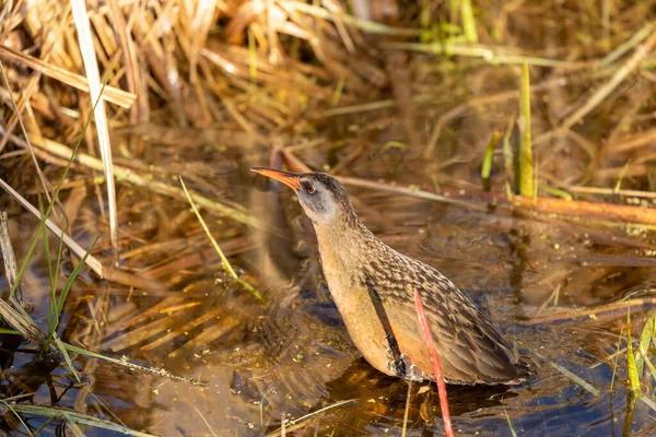 Der Virginia Rai Rallus Limicola Kleiner Wasservogel Sumpfgebiet Natürliche Szene — Stockfoto