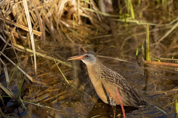 Territoire Virginie Rallus Limicola Petit Oiseau Eau Dans Marais Scène — Photo