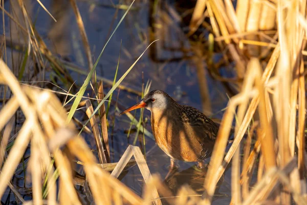Virginia Rai Rallus Limicola Small Waterbird Marsh Natural Scene Conservation — Stock Photo, Image