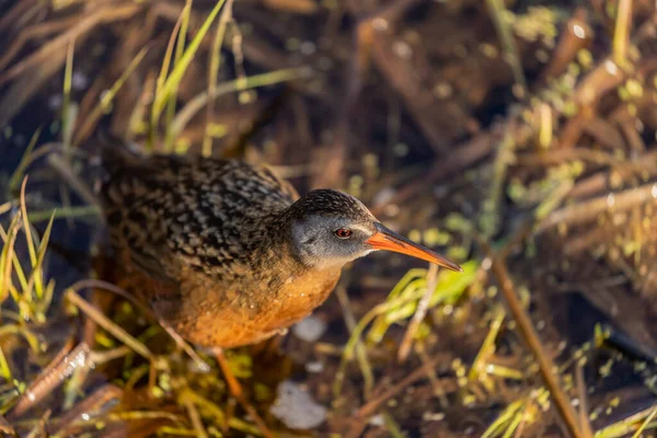 Territoire Virginie Rallus Limicola Petit Oiseau Eau Dans Marais Scène — Photo