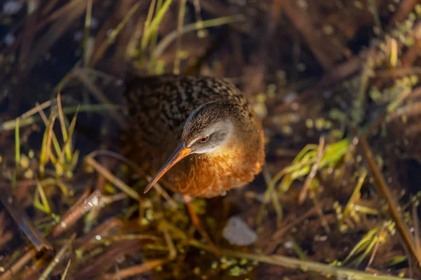 Territoire Virginie Rallus Limicola Petit Oiseau Eau Dans Marais Scène — Photo