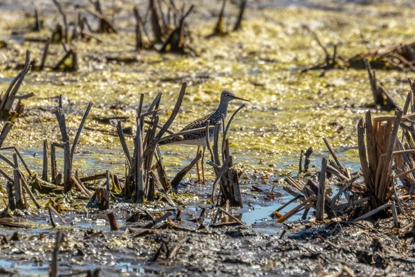 Die Gelbschenkel Tringa Flavipes Naturschutzgebiet — Stockfoto