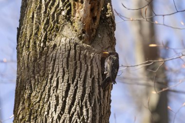 Kuş. Her bahar, Avrupalı sığırcıklar Wisconsin 'deki şehir parklarının ağaçlarına yuva yaparlar.
