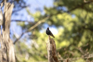 Kuş. Her bahar, Avrupalı sığırcıklar Wisconsin 'deki şehir parklarının ağaçlarına yuva yaparlar.