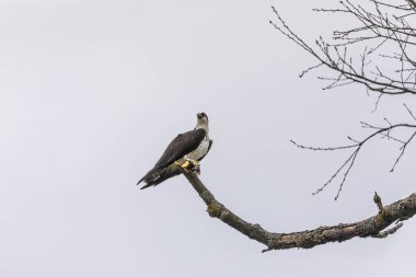 Uçuşta balık yakalayan batılı balıkbalığı. ABD 'den doğal manzara.