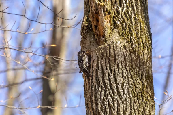 찌르레기들은 위스콘신에 의나무들에 둥지를 — 스톡 사진