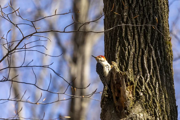 Red bellied woodpecker. Natural scene from Wisconsin.