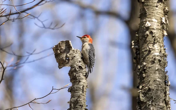 Röd Mager Hackspett Naturscen Från Wisconsin — Stockfoto