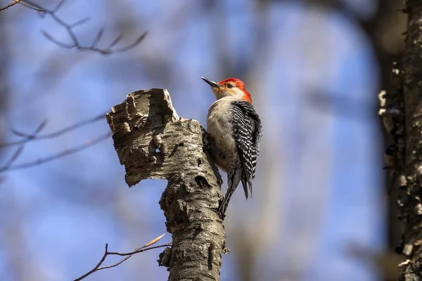 Pic Ventre Rouge Scène Naturelle Wisconsin — Photo