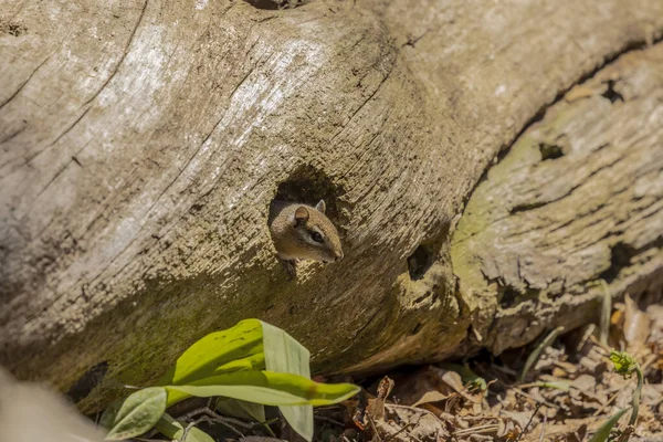 The eastern chipmunk is rodent  species living in eastern North America
