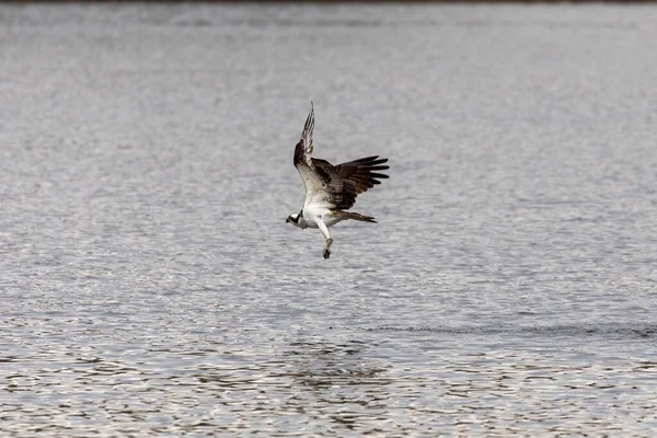 Westlicher Fischadler Mit Gefangenem Fisch Flug Natürliche Szene Aus Den — Stockfoto