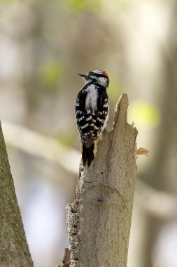 Baharda Wisconsin eyalet ormanında Downy ağaçkakanı.