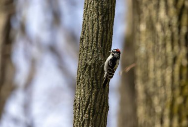 Baharda Wisconsin eyalet ormanında Downy ağaçkakanı.