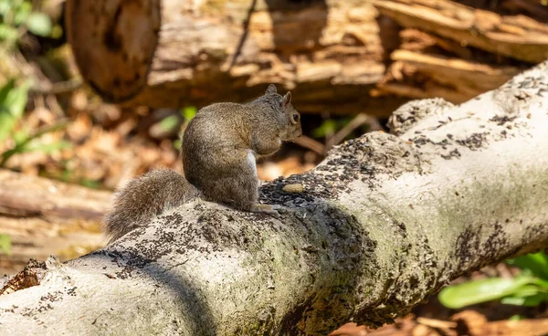 Esquilo Cinzento Oriental Parque Estadual Wisconsin — Fotografia de Stock