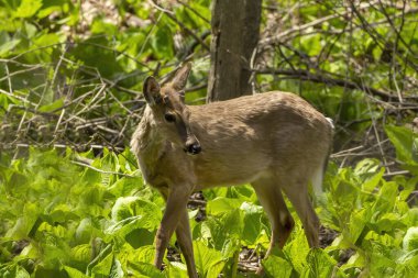 Beyaz kuyruklu geyik, kokarca lahanasıyla kaplanmış ıslak bir arazide otluyor. ABD 'den doğal manzara