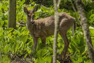 Beyaz kuyruklu geyik, baharda büyüyen boynuzları olan genç geyik. Wisconsin 'deki eyalet parkından doğal manzara.