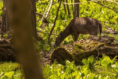 Beyaz kuyruklu geyik, kokarca lahanasıyla kaplanmış ıslak bir arazide otluyor. ABD 'den doğal manzara