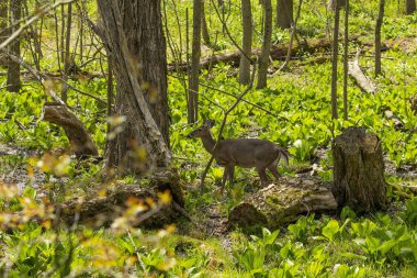 Beyaz kuyruklu geyik, kokarca lahanasıyla kaplanmış ıslak bir arazide otluyor. ABD 'den doğal manzara