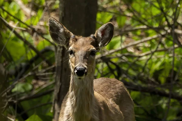 Cerf Virginie Jeune Cerf Avec Des Bois Croissance Printemps Scène — Photo