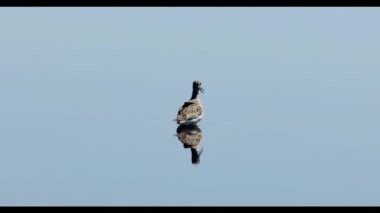 Doğal koruma alanındaki daha az sarı bacaklar (Tringa flavipes).