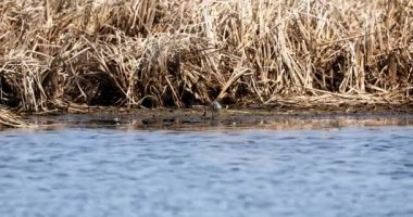 Doğal koruma alanındaki daha az sarı bacaklar (Tringa flavipes).
