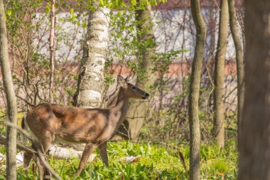 Bahar ormanında beyaz kuyruklu geyik.