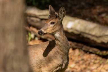 Bahar ormanında beyaz kuyruklu geyik.