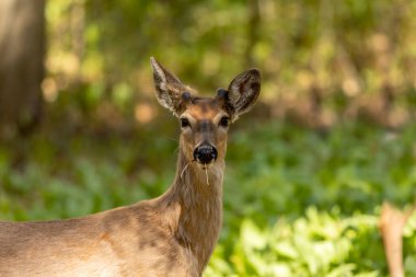 Bahar ormanında beyaz kuyruklu geyik.