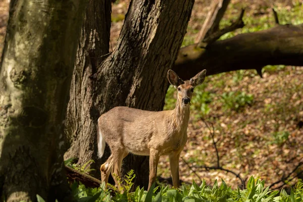 Cervo Dalla Coda Bianca Nella Foresta Primaverile — Foto Stock