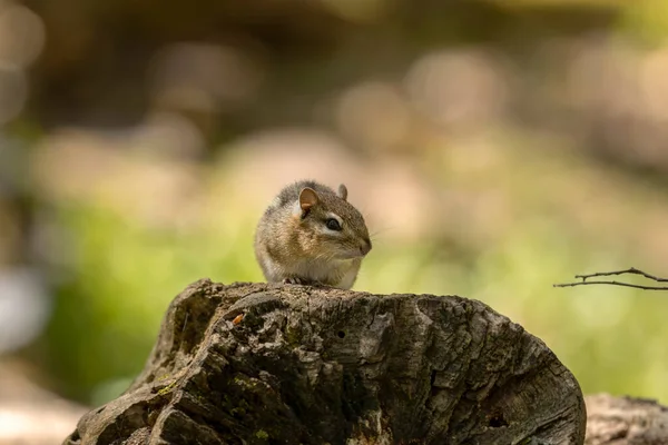 다람쥐는 북아메리카 동부에 서식하는 설치류이다 — 스톡 사진
