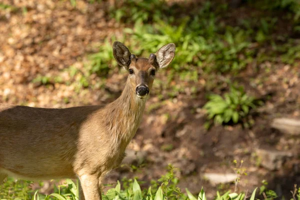 Cerf Virginie Dans Forêt Printanière — Photo