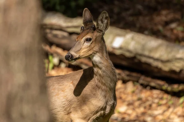 White Tailed Deer Spring Forest — Stock Photo, Image