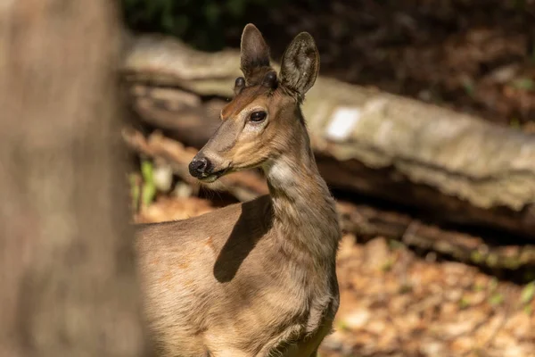 Cerf Virginie Dans Forêt Printanière — Photo