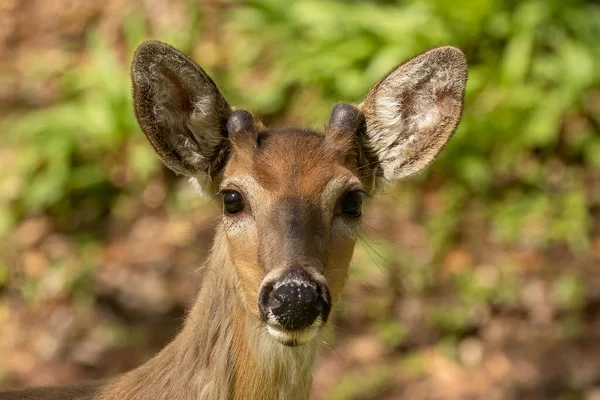 Cerf Virginie Dans Forêt Printanière — Photo